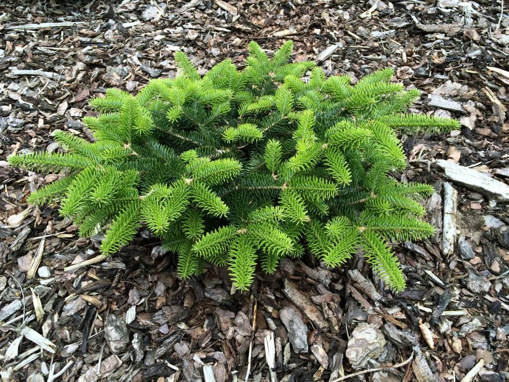 Новинка 2026р. Ялиця грецька Меєрс Дварф Abies cephalonica ‘Meyer’s Dwarf’ Новинка 2026р. Ялиця грецька Меєрс Дварф Abies cephalonica ‘Meyer’s Dwarf’ - Зображення 2