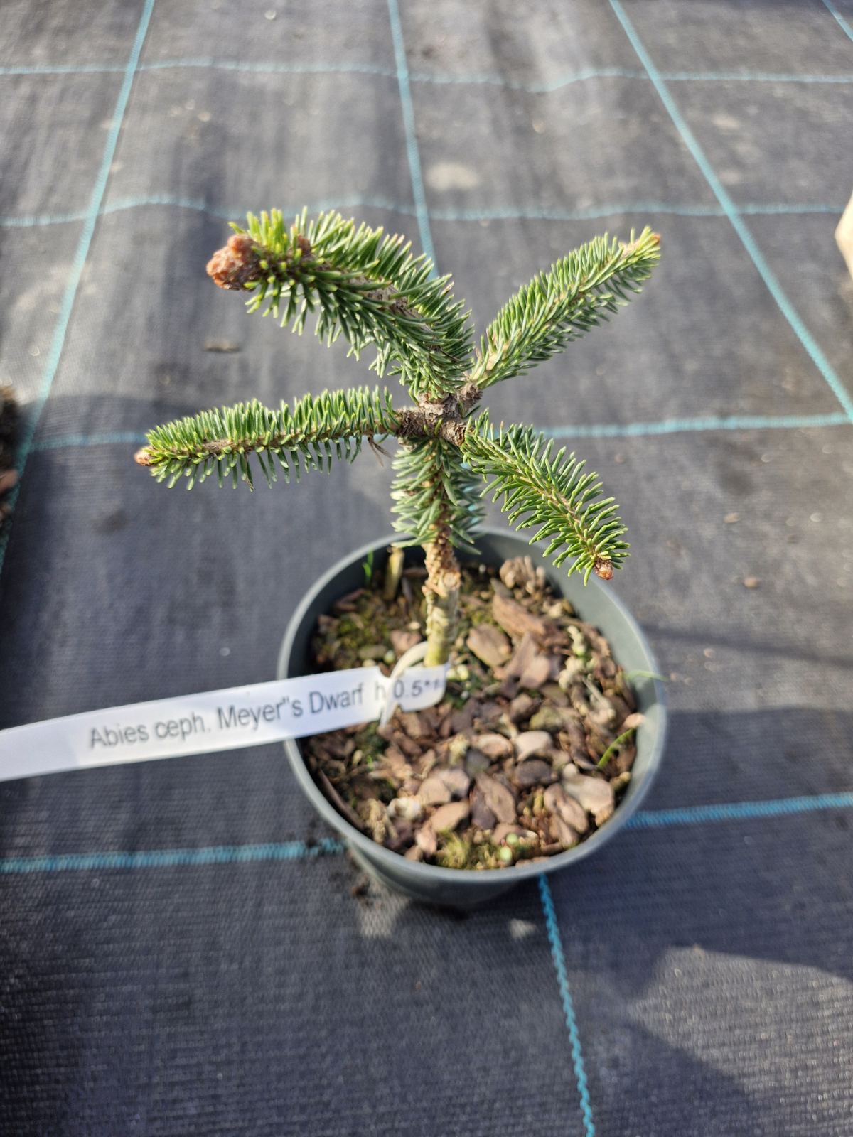 Новинка 2026р. Ялиця грецька Меєрс Дварф Abies cephalonica ‘Meyer’s Dwarf’ Новинка 2026р. Ялиця грецька Меєрс Дварф Abies cephalonica ‘Meyer’s Dwarf’