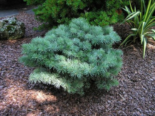 Новинка 2026р. Ялиця одноколірна піггельме Abies concolor Piggelmee Новинка 2026р. Ялиця одноколірна піггельме Abies concolor Piggelmee - Зображення 2