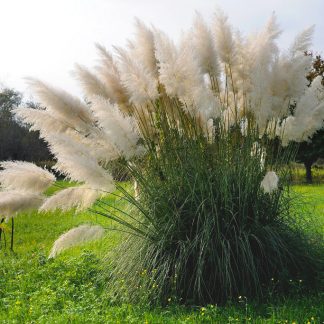 Кортадерія біла (пампасна трава) Cortaderia selloana