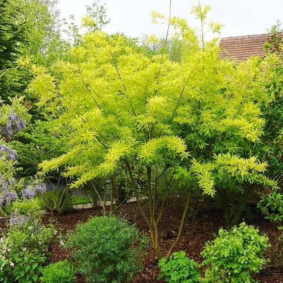 Верба удинська “Golden Sunshine” Salix udensis “Golden Sunshine” Верба удинська "Golden Sunshine" Salix udensis "Golden Sunshine" - Зображення 3