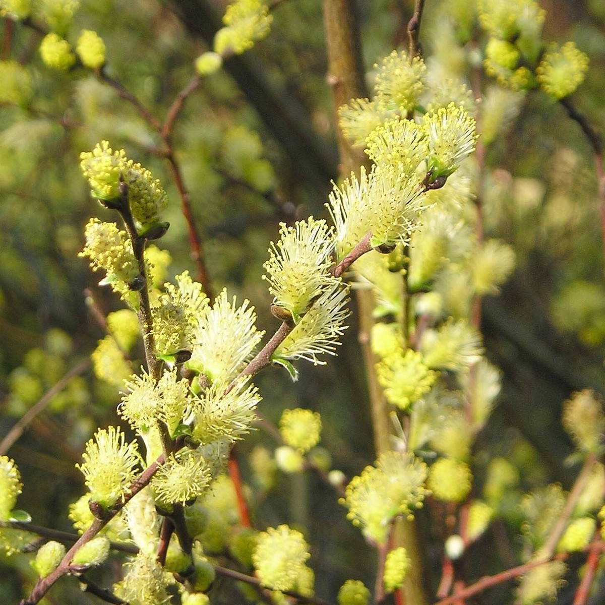 Верба удинська “Golden Sunshine” Salix udensis “Golden Sunshine” Верба удинська "Golden Sunshine" Salix udensis "Golden Sunshine" - Зображення 2