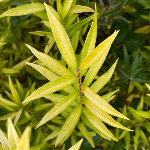 Верба удинська “Golden Sunshine” Salix udensis “Golden Sunshine” Верба удинська "Golden Sunshine" Salix udensis "Golden Sunshine"