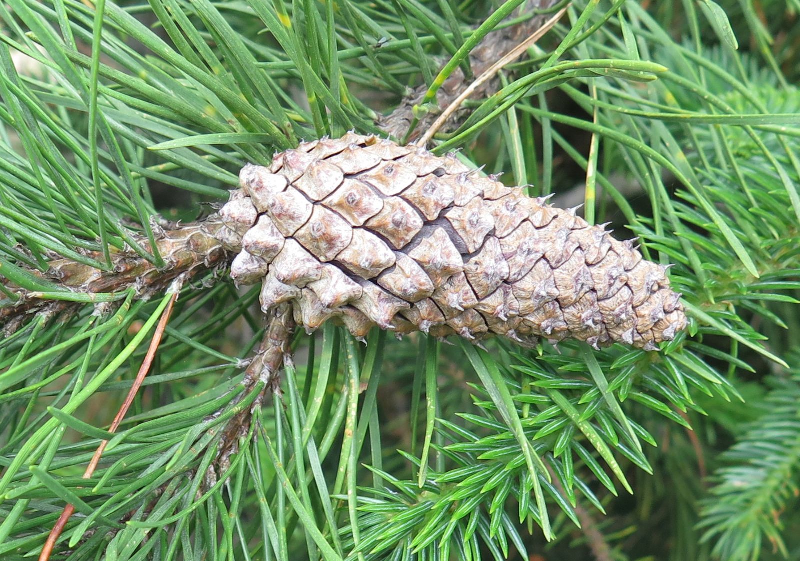 Новинка! Сосна скручена Pinus contorta var. latifolia Новинка! Сосна скручена Pinus contorta var. latifolia - Зображення 2