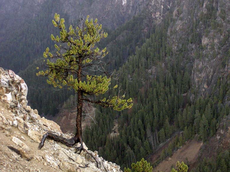Новинка! Сосна скручена Pinus contorta var. latifolia Новинка! Сосна скручена Pinus contorta var. latifolia - Зображення 3