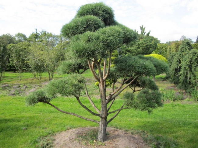 Новинка! Сосна скручена Pinus contorta var. latifolia Новинка! Сосна скручена Pinus contorta var. latifolia