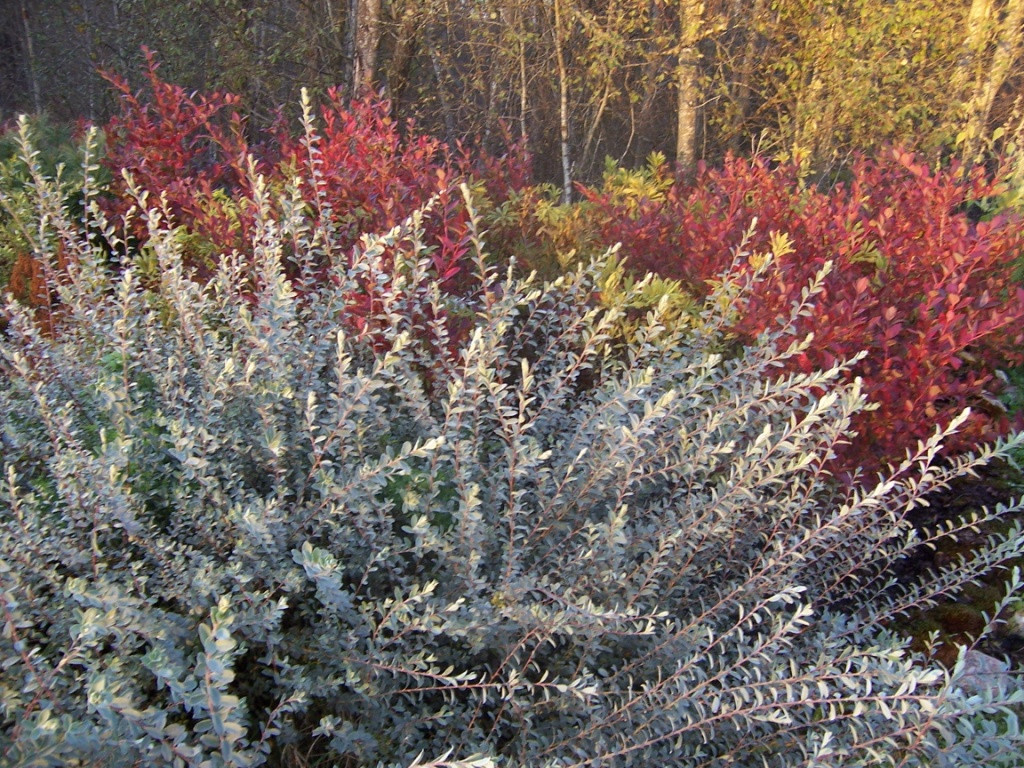 Верба повзуча ‘Нітіда’ Salix repens ‘Nitida’ Верба повзуча 'Нітіда' Salix repens 'Nitida'
