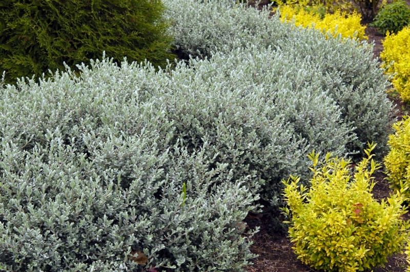 Верба повзуча ‘Нітіда’ Salix repens ‘Nitida’ Верба повзуча 'Нітіда' Salix repens 'Nitida' - Зображення 2