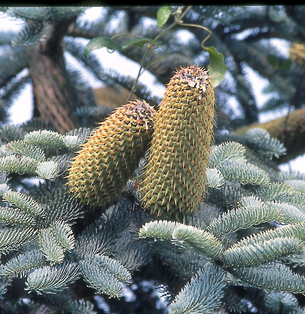 Ялиця благородна Фрізенборг Блю Abies procera Frijsenborg Blue Ялиця благородна Фрізенборг Блю Abies procera Frijsenborg Blue