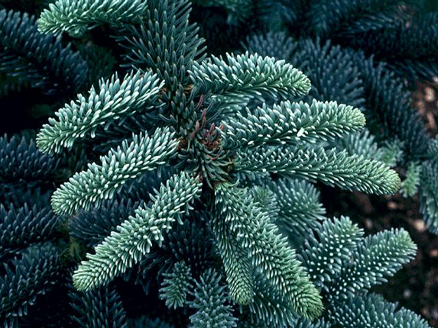 Ялиця благородна Фрізенборг Блю Abies procera Frijsenborg Blue Ялиця благородна Фрізенборг Блю Abies procera Frijsenborg Blue - Зображення 2