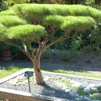 Pinus densiflora 'Umbraculifera Compacta' Сосна густоквіткова «Умбракуліфера Компакта»