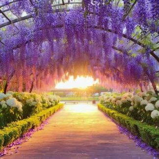 Фіолетова гліцинія Керолайн  Wisteria 'Caroline'