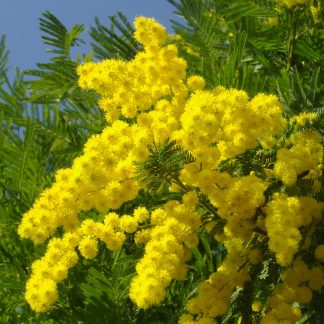 Мімоза (акація срібна) Acacia dealbata
