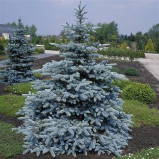 Ялина колюча «Хупсі» Picea pungens 'Hoopsii'