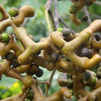 Говенія (цукеркове дерево) Hovenia dulcis