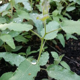Евкаліпт цитрусовий Eucalyptus citriodora