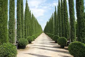 Новинка цього літа! Кипарис італійський Тоскана Cupressus sempervirens Toscana Новинка цього літа! Кипарис італійський Тоскана Cupressus sempervirens Toscana - Зображення 2