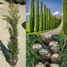 Новинка цього літа! Кипарис італійський Тоскана Cupressus sempervirens Toscana Новинка цього літа! Кипарис італійський Тоскана Cupressus sempervirens Toscana - Зображення 3