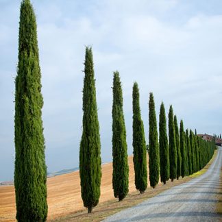 Новинка цього літа! Кипарис італійський Тоскана Cupressus sempervirens Toscana