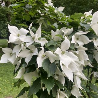 Дерен Коуза китайский Cornus kousa chinensis