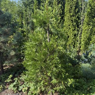 Новозеландський кедр Лібоцедрус бідвіла Libocedrus bidwillii