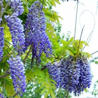 Гліцинія макростахія Блю Мун Wisteria Blu Mun