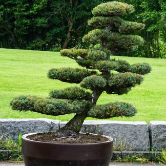 Новинка 2026р. Для техніки бонсай! Сосна густоквіткова Pinus densiflora Новинка 2026р. Для техніки бонсай! Сосна густоквіткова Pinus densiflora