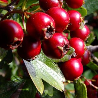 Глід Crataegus Глід Crataegus