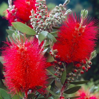 Калістемон лимонний Callistemon Splendens Калістемон лимонний Callistemon Splendens