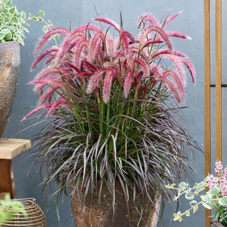 Пінісетум рожевий Pennisetum Pink Пінісетум рожевий Pennisetum Pink