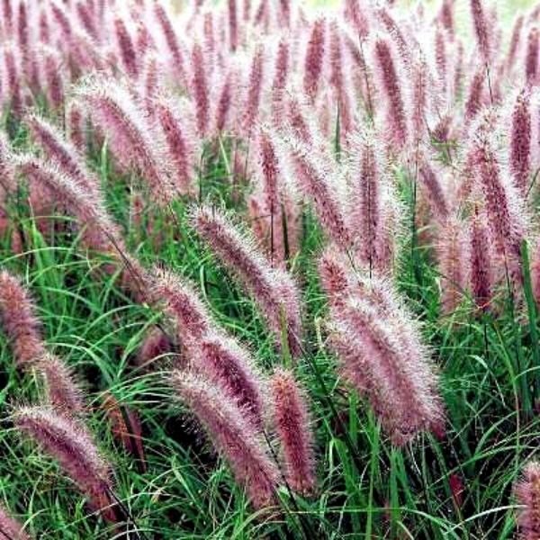 Пінісетум рожевий Pennisetum Pink Пінісетум рожевий Pennisetum Pink - Зображення 3