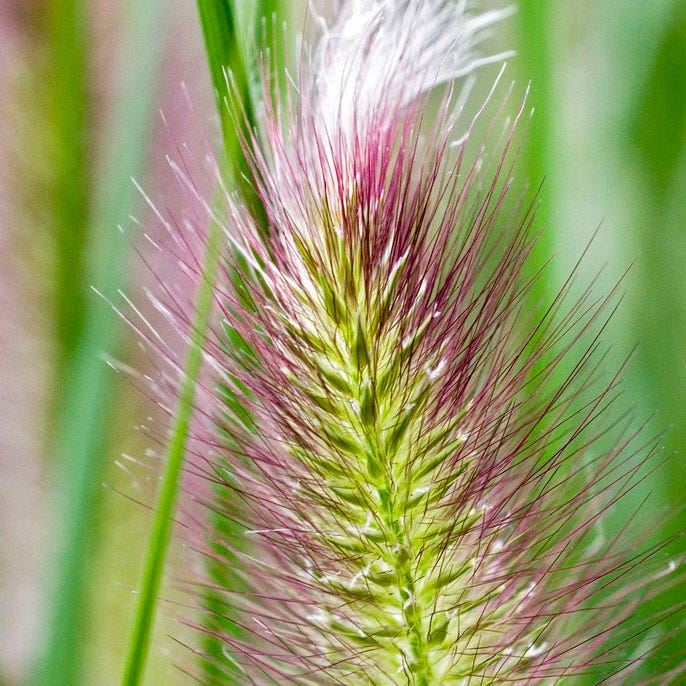 Пінісетум рожевий Pennisetum Pink Пінісетум рожевий Pennisetum Pink - Зображення 2