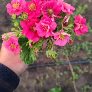 Полуниця «Токіо» Strawberry Тokyo 東京 Полуниця «Токіо» Strawberry Тokyo 東京