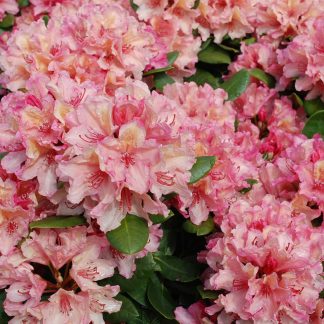 Рододендрон гібридний Бразилія Rododendron Brasilia