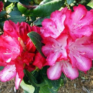Рододендрон Анн Ліндсей Rododendron Ann Lindsay