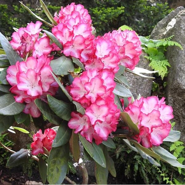 Рододендрон Анн Ліндсей Rododendron Ann Lindsay Рододендрон Анн Ліндсей Rododendron Ann Lindsay - Зображення 2