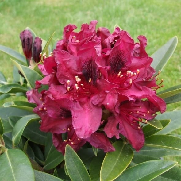 Рододендрон Калі Rhododendron Kali Рододендрон Калі Rhododendron Kali - Зображення 2