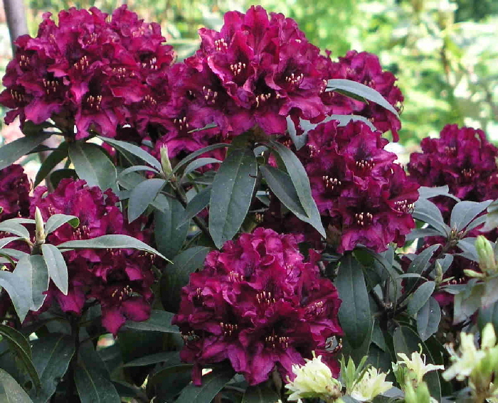 Рододендрон Калі Rhododendron Kali Рододендрон Калі Rhododendron Kali - Зображення 3
