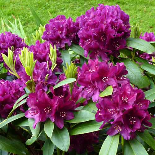 Рододендрон Калі Rhododendron Kali Рододендрон Калі Rhododendron Kali