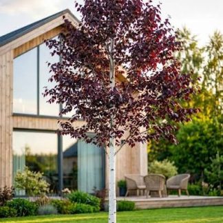 Береза повисла Роял Фрост Betula pendula Royal Frost Береза повисла Роял Фрост Betula pendula Royal Frost