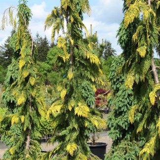 Кипарисовик Лавсона "Золоті сльози Філіпа"Chamaecyparis lawsoniana  "Filip's Golden Tears"